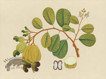 Far East Fruit and Flowers 23